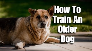 How To Train An Older Dog To Listen by DogRisk 646 views 2 months ago 4 minutes, 24 seconds