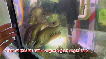 5 bạn cá thác lác cườm bu lại một góc trong hồ kính 