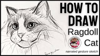 How to Draw Ragdoll Cat Face, front forward semi side view head, simple beginner sketch tutorial