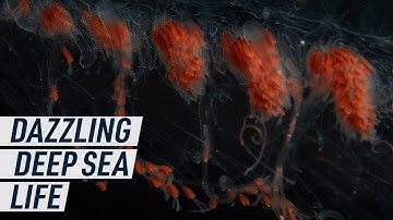 Scientists drop robot into dark ocean, film weird brilliant world