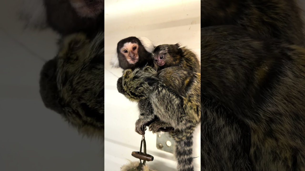 Обезьянки-пигмеи. Pygmy monkeys.