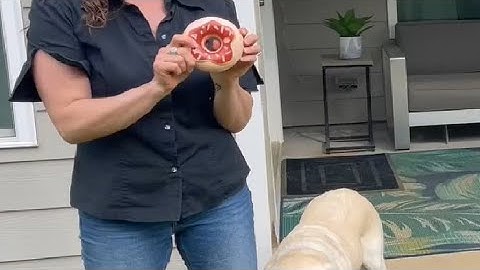 Indestructible Dog Chew Toys for Aggressive Chewers, Squeaky Dog Toys for Aggressive chewers Review