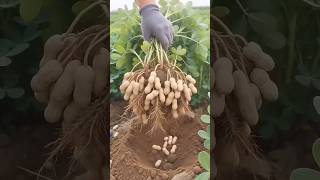 CT 77000000390 mini rotary tillage and ridging all-in one tree #powerharrow #rotarytiller #usa