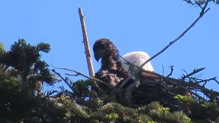 Bald eagle chicks growing rapidly_both chicks appear to be healthy and well taken care of_5/19/2024