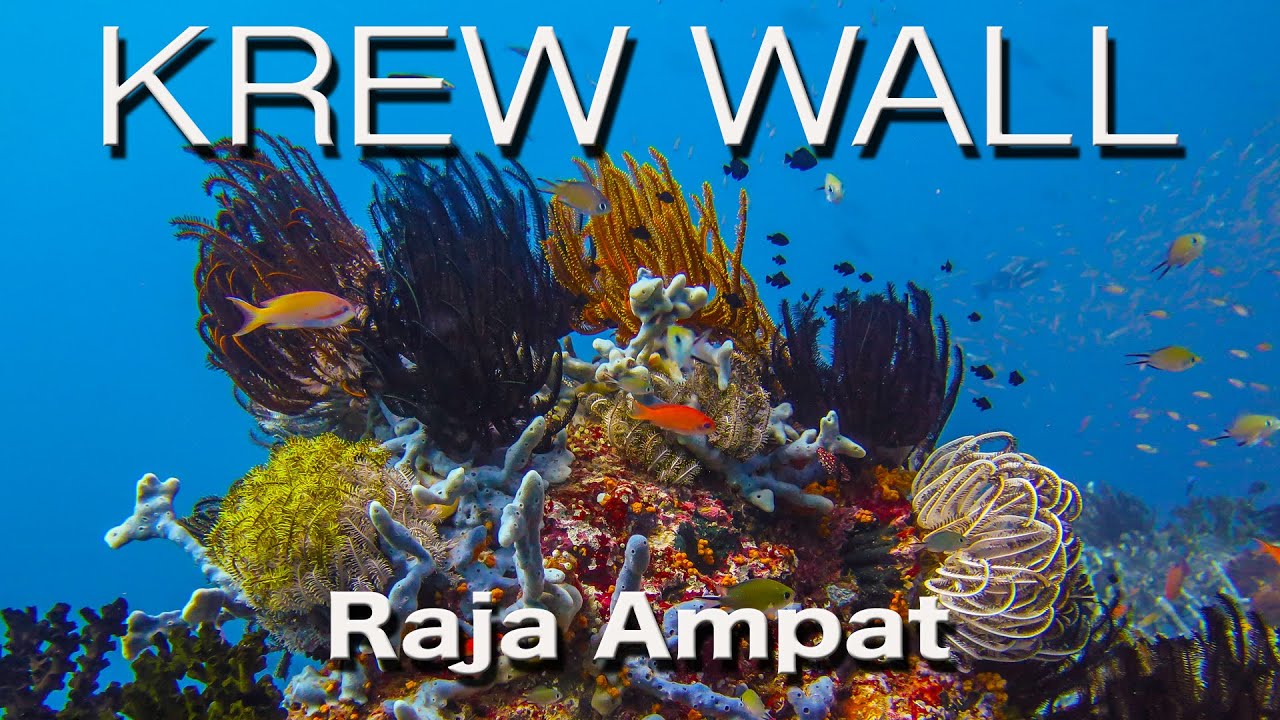 Diving Raja Ampat. Discover Krew Wall. Raja Ampat Dive Site.