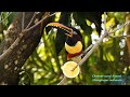 CHESTNUT-EARED ARACARI sounds (PTEROGLOSSUS CASTANOTIS), ARAÇARI-CASTANHO, Free birds in nature.