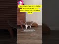 Best Cat Scratcher 2026? (Must-Watch Before You Buy!)!