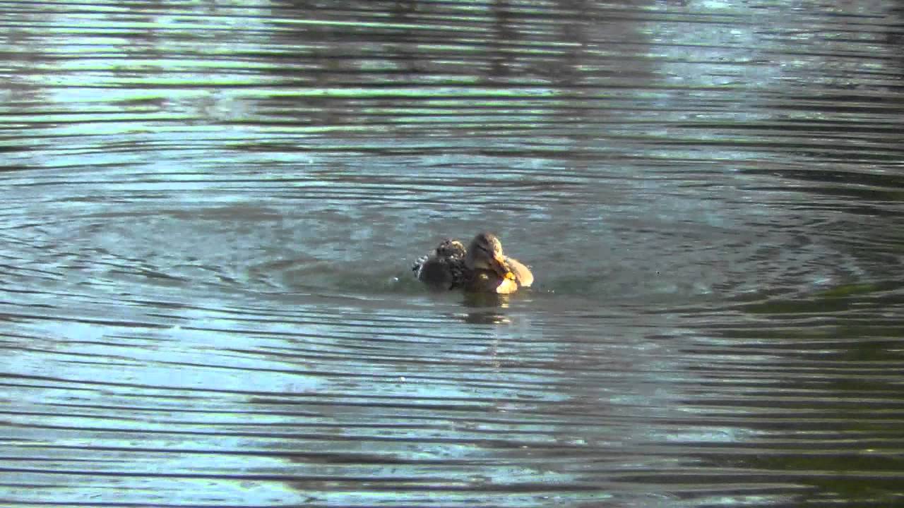 ANATRA SELVATICA CHE FA IL BAGNO.