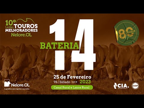 BATERIA 14 - 10º LEILÃO - TOUROS MELHORADORES NELORE OL