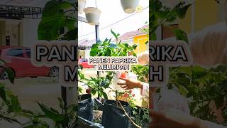 Paprika berbuah lebat meski di dataran rendah #berkebun #berkebundirumah #gardening #garden