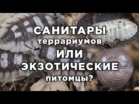 САНИТАРЫ ТЕРРАРИУМОВ ИЛИ