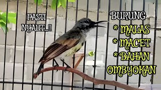 KING KONIN TROTOL GACOR COCOK BUAT PANCINGAN BURUNG MALES & MACET BUNYI