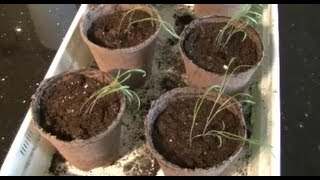 Growing Fennel: From Seed to 4