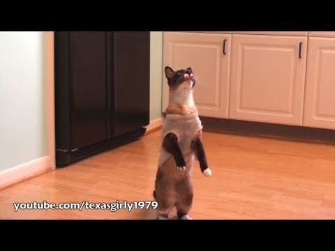 An Amazing Cat Standing Up - the snowshoe Cat Max-...