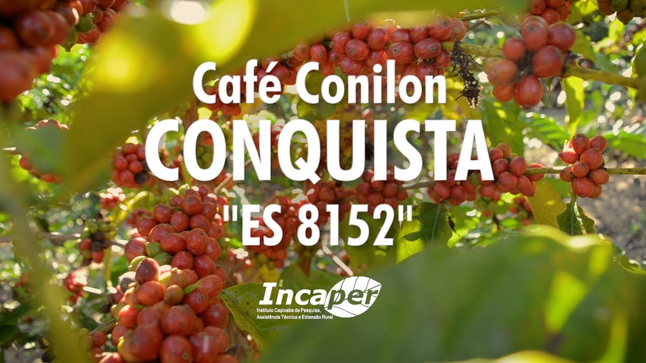 50 Sementes De Café Conilon