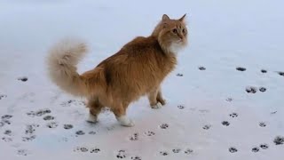 Cat Snow Day