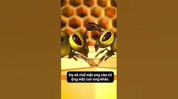 Bee | Cách Con ong lấy mật #bee #animals #shorts #trending #mrbinh