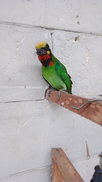 burung takur gacor