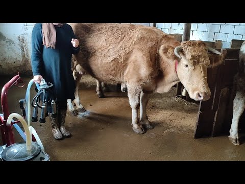 El ve Makinayla Süt Sağma(ahırda eğlenceli dakikalar)