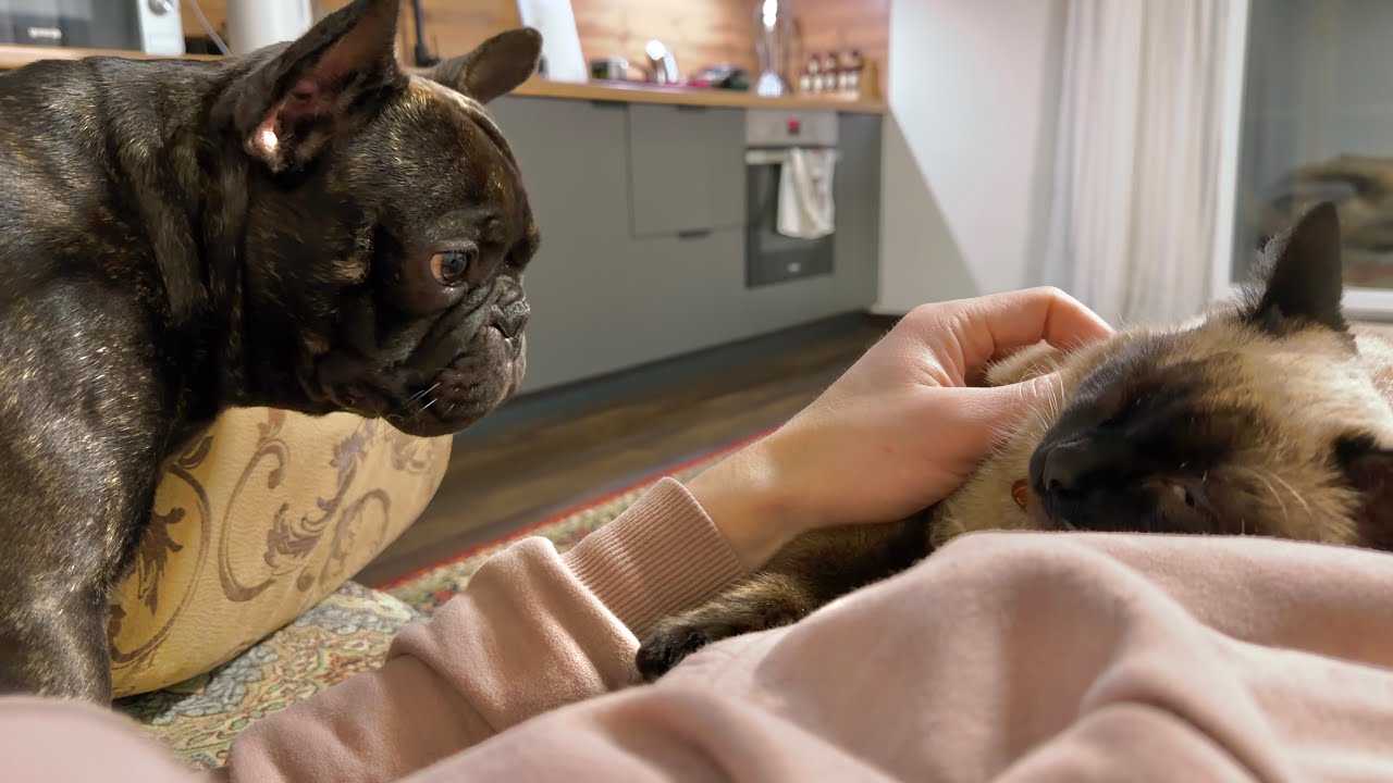This Jealous French Bulldog Won’t Let Me Touch the Cat!