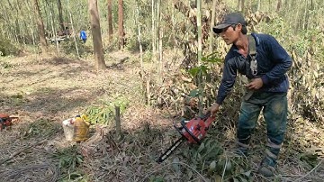 Cưa cây tràm bông vàng với cưa cây dừa của chị tám .Cưa cây kỹ thuật cao