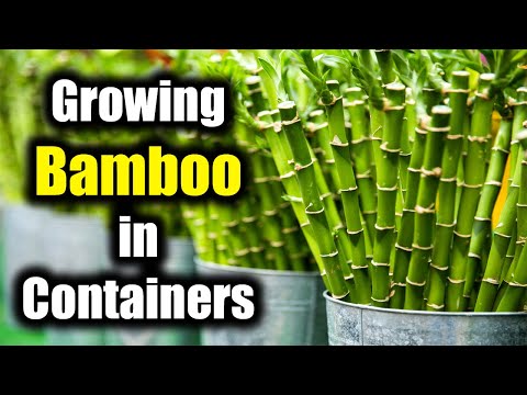فيديو: زراعة الخيزران في حاويات - كيفية العناية بالبامبو في الحاويات
