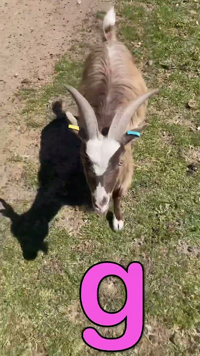ABC Farm Animal Sounds EFGH #emu #frog #goat #hen #animals #preschool #farm #learning #animalsounds