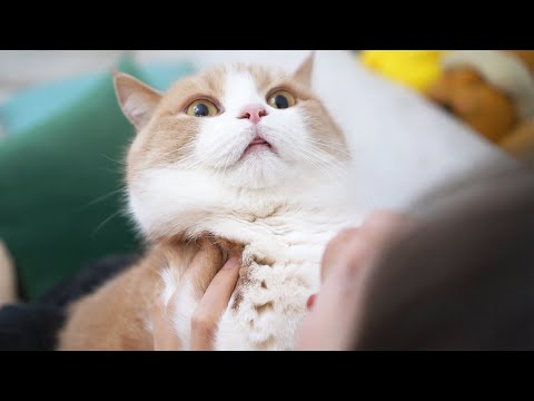 【喵来啦】吃一整颗大蒜对猫哈气，猫会打我吗？