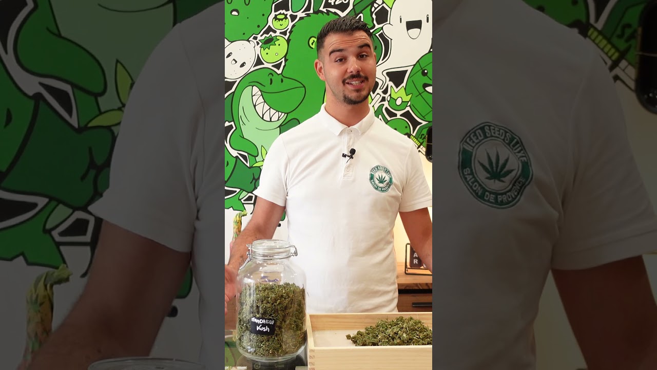 4 Mandarine Kush - WEEDSEEDSLUXE 