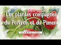 Les plantes compagnes du poivron et du piment permaculture