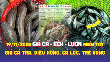 ✅ Giá Lươn Cá Ếch 19/11/2025 ↗️ Giá Cá Tra #ĐBSCL Cá Lóc, Điêu, Trê Vàng, Nàng 2, Rô, Chình & Chẽm