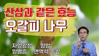 60. 산삼과 같은 효능! 만능 생활 약초 오갈피 나무! 자양강장, 항암부터 면역력 증진까지｜건강백과