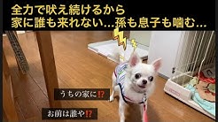 犬ふれ合いカフェ ドルボムtv Dog Traniner Kim Youtube 犬ふれ合いカフェ ドルボムtv Dog Traniner Kim Youtube