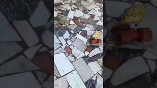 Olha A Cara De Quem Fez Merda - Bull Terrier