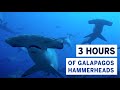 Three hours of the worlds best dive thousands of hammerhead sharks in the galapagos islands
