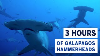 THREE HOURS of the World's Best Dive: Thousands of Hammerhead Sharks in the Galapagos Islands