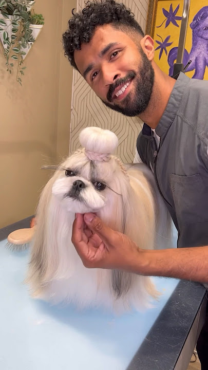 This dog’s hair is better then yours! #doggrooming #shihtzu #cutedog