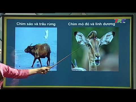 Video Sinh học 12: BÀI 40: QUẦN XÃ SINH VẬT - YouTube