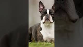 Quirky Habits of Boston Terriers