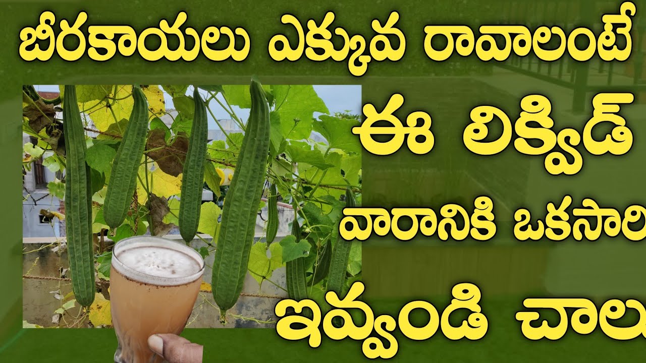 Huge Ridge Gourd Secret Fertilizer||Rich NPK, Calcium, Phosphorus Fertilizer|| కొయ్యలేనన్ని కాయలు