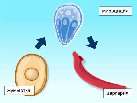 Бейне: Омыртқасыздарды карантинге салу керек пе?