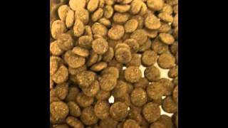 dog food with bugs (Artemis).MOV