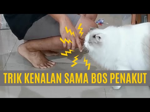 Video: Mengapa kucing saya kucing penakut?