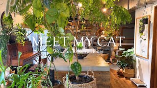 【猫の紹介】MEET MY CAT｜猫と暮らす家｜猫のいる暮らし｜マンションリノベーション｜緑のある暮らし｜ひとり暮らし｜愛知県岡崎市