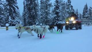 Siberian Huskies Excitedly Pull Sleds on Snowy Day  1277355