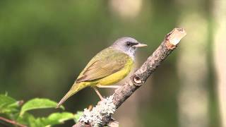 Mourning Warbler