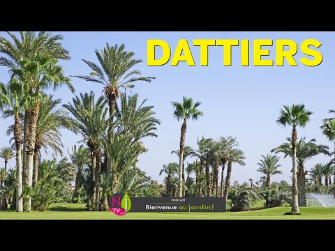 Vidéo: Informations sur les palmiers dattiers des Canaries - Guide pour planter un palmier dattier des Canaries