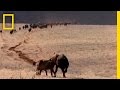 Hyenas on the Hunt | National Geographic