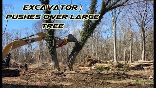 How to assist tree cutter with large excavator