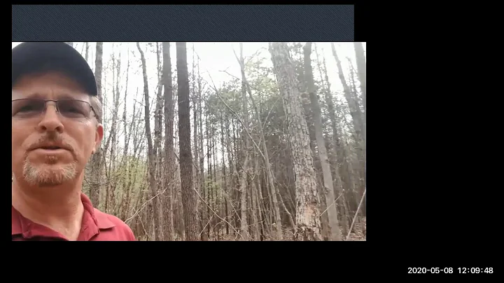 Fifteen Minutes in the Forest: Crop Tree Release